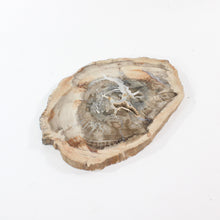 Load image into Gallery viewer, Large petrified wood 2.37kg | ASH&amp;STONE Crystal Shop Auckland NZ
