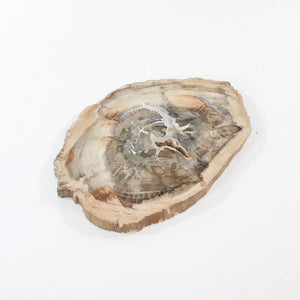 Large petrified wood 2.37kg | ASH&STONE Crystal Shop Auckland NZ