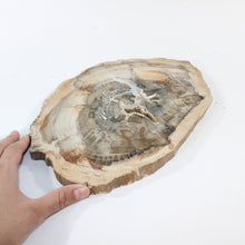 Load image into Gallery viewer, Large petrified wood 2.37kg | ASH&amp;STONE Crystal Shop Auckland NZ
