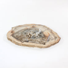 Load image into Gallery viewer, Large petrified wood 2.37kg | ASH&amp;STONE Crystal Shop Auckland NZ
