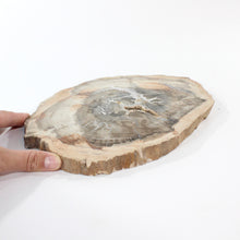 Load image into Gallery viewer, Large petrified wood 2.37kg | ASH&amp;STONE Crystal Shop Auckland NZ
