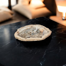 Load image into Gallery viewer, Large petrified wood 2.37kg | ASH&amp;STONE Crystal Shop Auckland NZ
