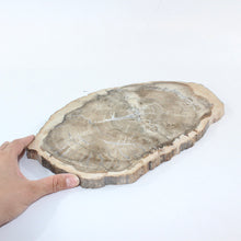 Load image into Gallery viewer, Large petrified wood 3kg | ASH&amp;STONE Auckland NZ
