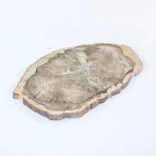 Load image into Gallery viewer, Large petrified wood 3kg | ASH&amp;STONE Auckland NZ
