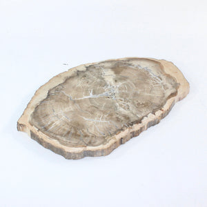 Large petrified wood 3kg | ASH&STONE Auckland NZ