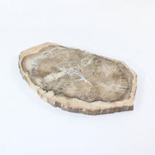 Load image into Gallery viewer, Large petrified wood 3kg | ASH&amp;STONE Auckland NZ

