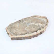 Load image into Gallery viewer, Large petrified wood 3kg | ASH&amp;STONE Auckland NZ
