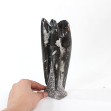 Load image into Gallery viewer, Black Orthoceras fossilised sculpture | ASH&amp;STONE Crystal Shop Auckland NZ
