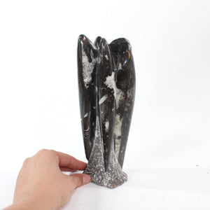 Black Orthoceras fossilised sculpture | ASH&STONE Crystal Shop Auckland NZ