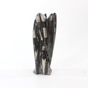 Black Orthoceras fossilised sculpture | ASH&STONE Crystal Shop Auckland NZ