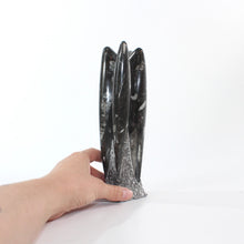 Load image into Gallery viewer, Black Orthoceras fossilised sculpture | ASH&amp;STONE Crystal Shop Auckland NZ
