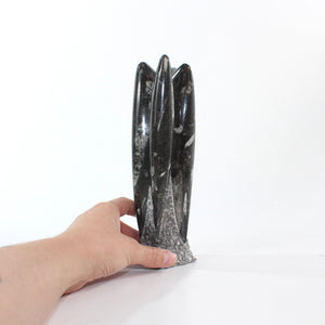 Black Orthoceras fossilised sculpture | ASH&STONE Crystal Shop Auckland NZ