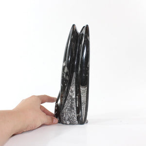 Black orthoceras fossilised sculpture 1.89kg | ASH&STONE Crystal Shop Auckland NZ