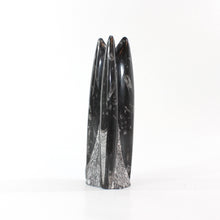 Load image into Gallery viewer, Black orthoceras fossilised sculpture 1.89kg | ASH&amp;STONE Crystal Shop Auckland NZ
