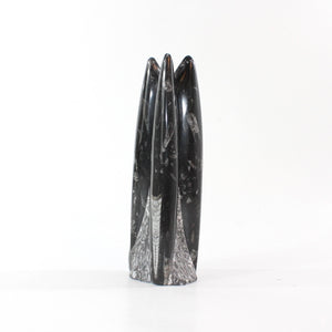 Black orthoceras fossilised sculpture 1.89kg | ASH&STONE Crystal Shop Auckland NZ