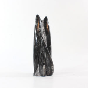 Black orthoceras fossilised sculpture 1.89kg | ASH&STONE Crystal Shop Auckland NZ