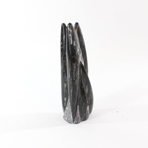 Black orthoceras fossilised sculpture 1.89kg | ASH&STONE Crystal Shop Auckland NZ