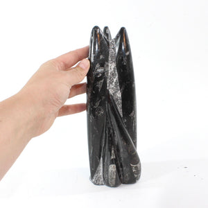 Black orthoceras fossilised sculpture 1.89kg | ASH&STONE Crystal Shop Auckland NZ