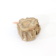 Load image into Gallery viewer, Petrified wood 520gm | ASH&amp;STONE Auckland NZ
