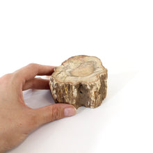 Load image into Gallery viewer, Petrified wood 520gm | ASH&amp;STONE Auckland NZ
