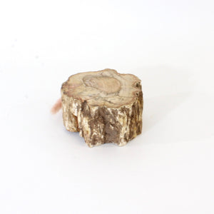 Petrified wood 520gm | ASH&STONE Auckland NZ