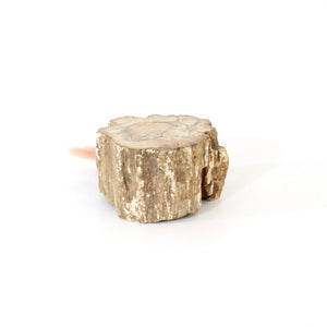 Petrified wood 520gm | ASH&STONE Auckland NZ