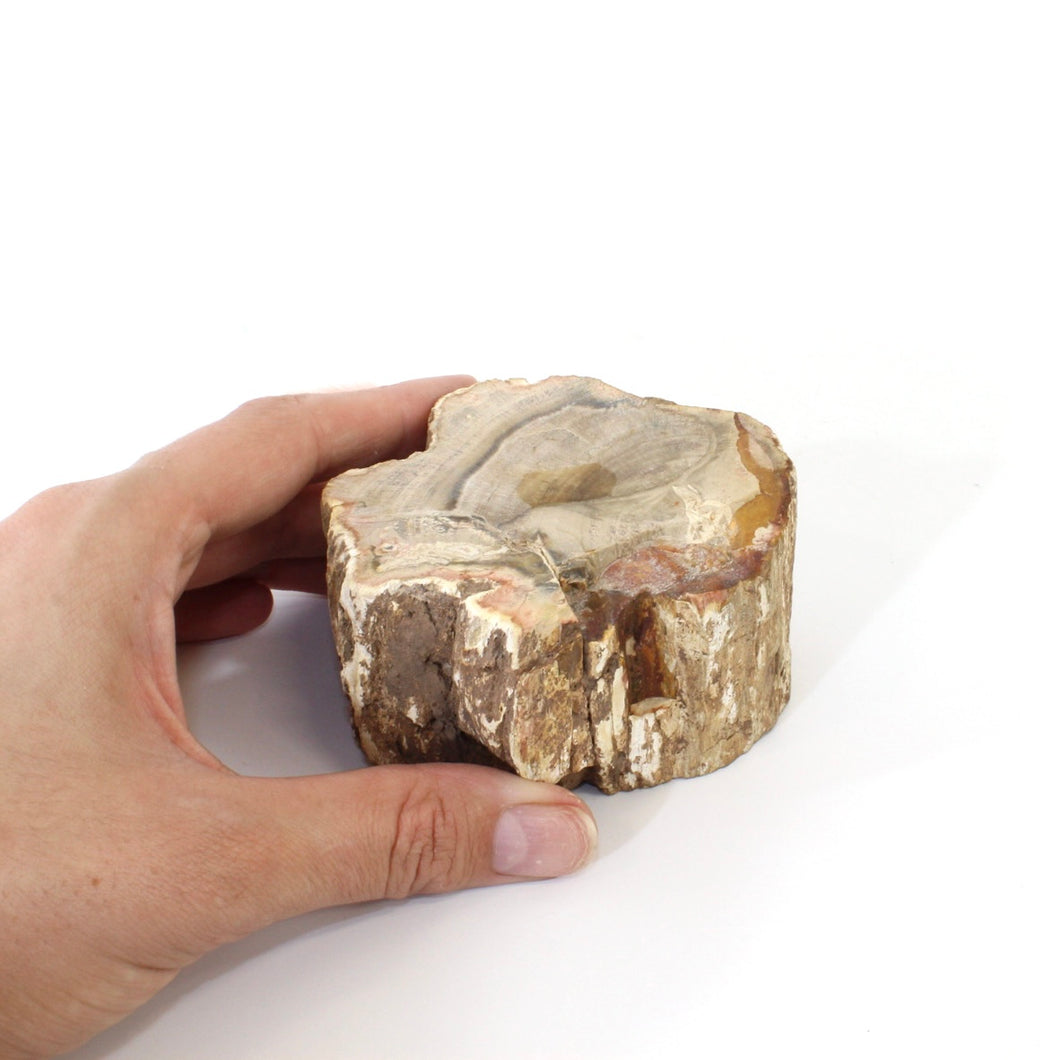 Petrified wood 520gm | ASH&STONE Auckland NZ