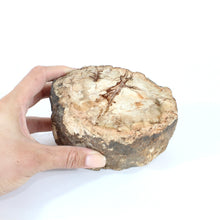 Load image into Gallery viewer, Large petrified wood 1.54kg | ASH&amp;STONE Auckland NZ
