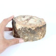 Load image into Gallery viewer, Large petrified wood 1.54kg | ASH&amp;STONE Auckland NZ
