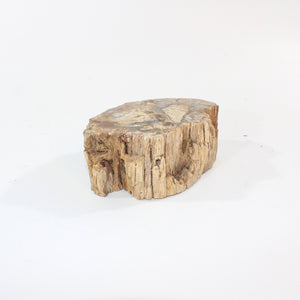 Petrified wood 1.34kg | ASH&STONE Crystal Shop Auckland NZ