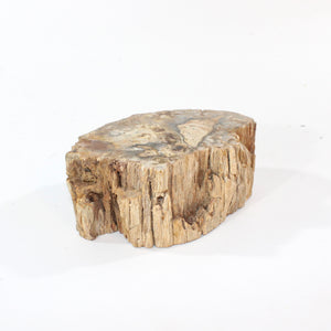 Petrified wood 1.34kg | ASH&STONE Crystal Shop Auckland NZ