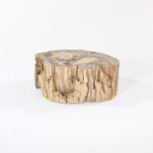 Load image into Gallery viewer, Petrified wood 1.34kg | ASH&amp;STONE Crystal Shop Auckland NZ
