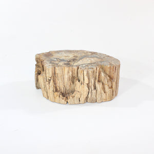 Petrified wood 1.34kg | ASH&STONE Crystal Shop Auckland NZ