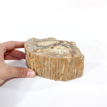 Load image into Gallery viewer, Petrified wood 1.34kg | ASH&amp;STONE Crystal Shop Auckland NZ
