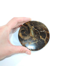 Load image into Gallery viewer, Petrified wood coaster | ASH&amp;STONE Crystals Shop Auckland NZ
