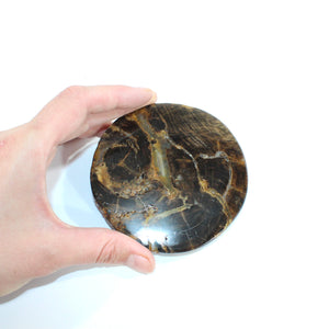 Petrified wood coaster | ASH&STONE Crystals Shop Auckland NZ