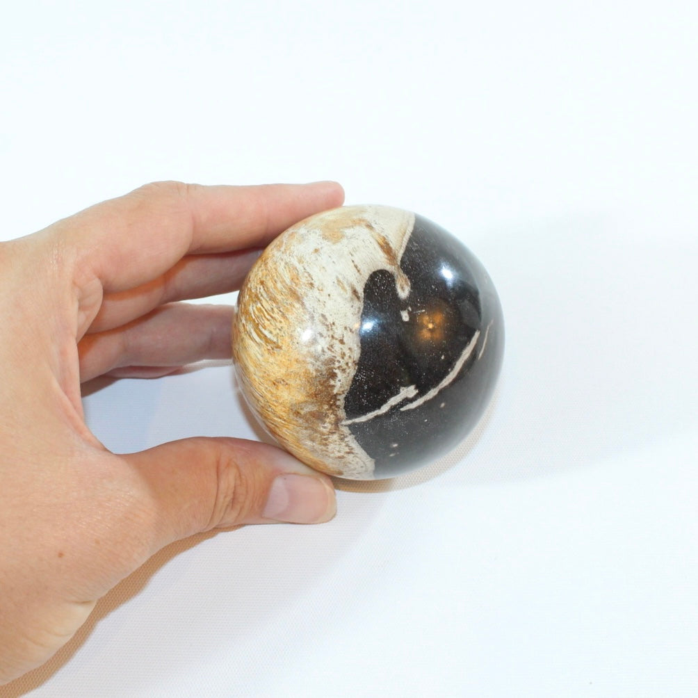 Petrified wood sphere | ASH&STONE Auckland NZ