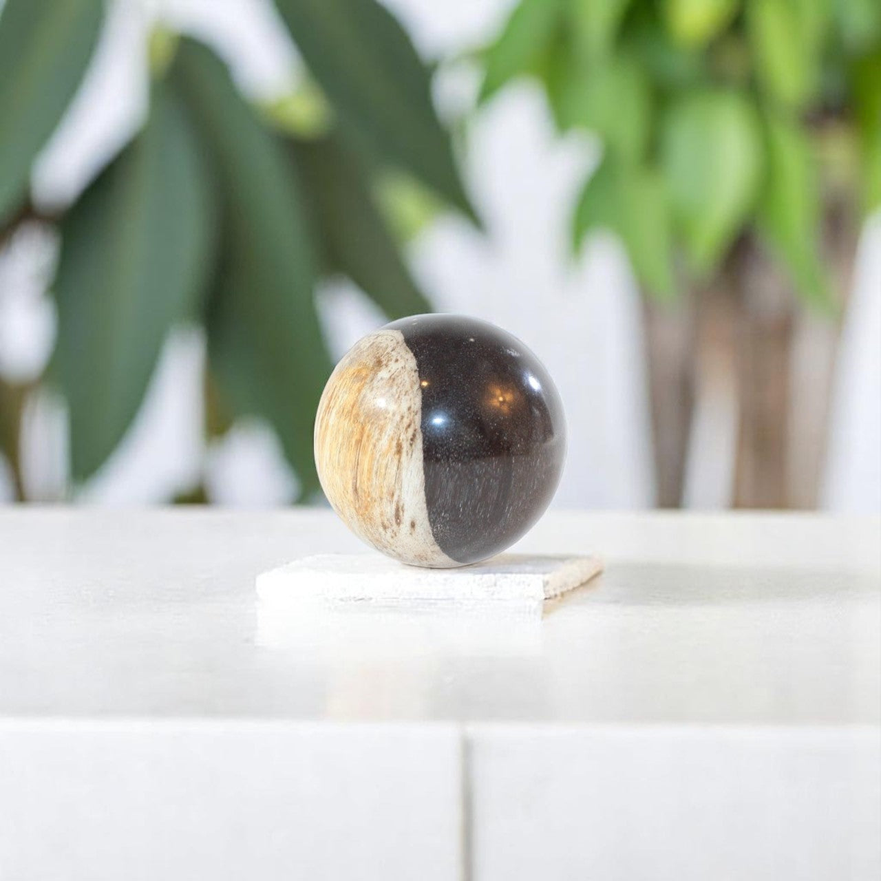Petrified wood sphere | ASH&STONE Auckland NZ