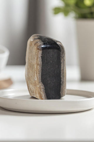 petrified_wood_big_guy_