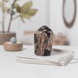 petrified_wood_lil_guy_