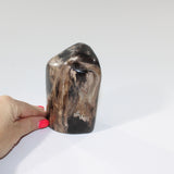 petrified_wood_lil_guy_7