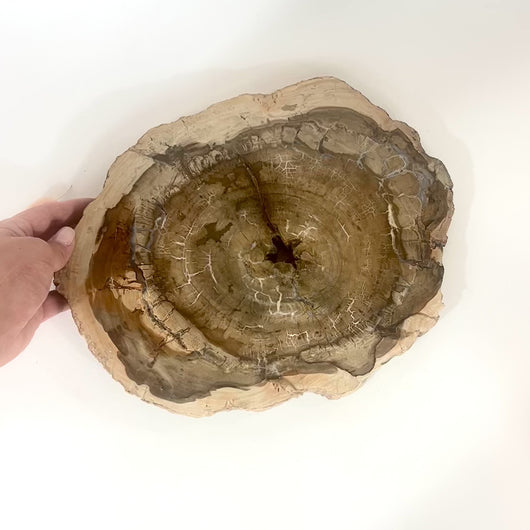 Large petrified wood 2.8kg | ASH&STONE Crystals Shop Auckland NZ