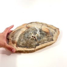 Load and play video in Gallery viewer, Large petrified wood 2.37kg | ASH&amp;STONE Crystal Shop Auckland NZ
