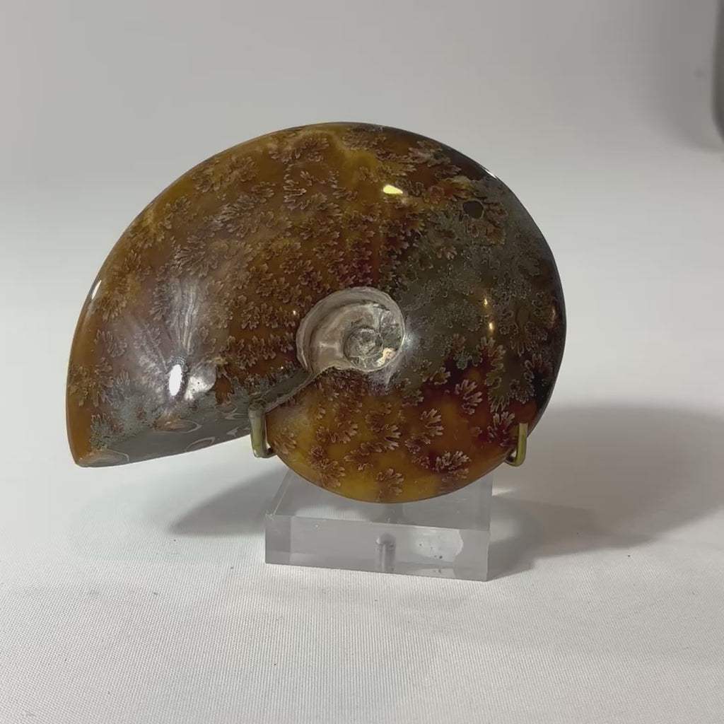 Polished Ammonite Fossil with Stand. Free express shipping NZ & Australia. Buy fossils online from ASH&STONE crystal shop Auckland NZ. AfterPay available.