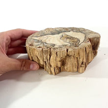 Load and play video in Gallery viewer, Petrified wood 1.34kg | ASH&amp;STONE Crystal Shop Auckland NZ
