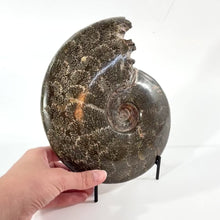 Load and play video in Gallery viewer, Large polished ammonite fossil with stand 2.55kg
