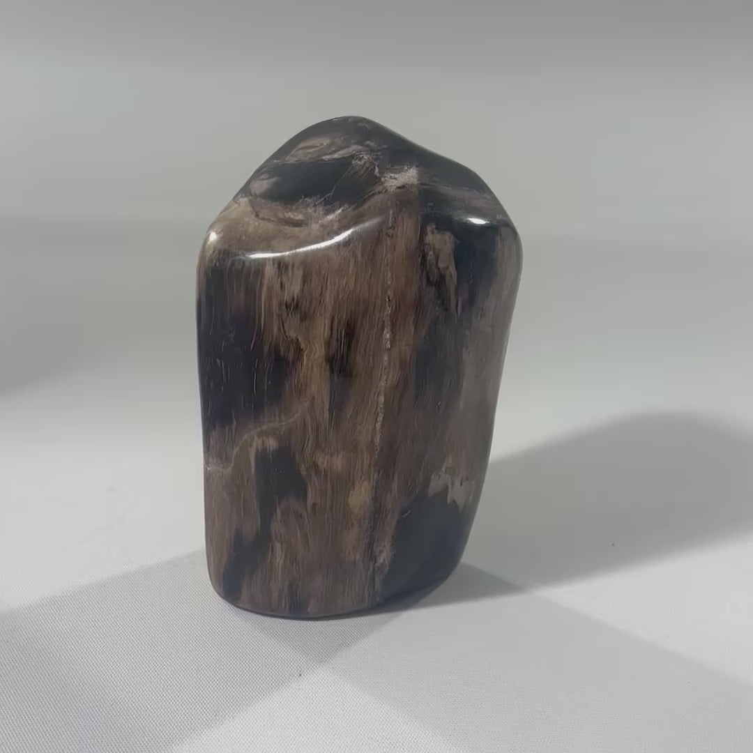 petrified_wood_lil_guy_
