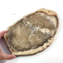 Load and play video in Gallery viewer, Large petrified wood 3kg | ASH&amp;STONE Auckland NZ
