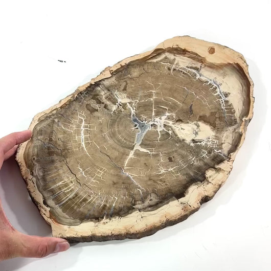 Large petrified wood 3kg | ASH&STONE Auckland NZ