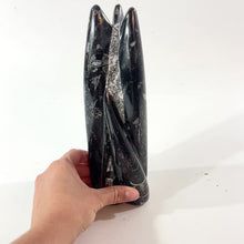 Load and play video in Gallery viewer, Black orthoceras fossilised sculpture 1.89kg | ASH&amp;STONE Crystal Shop Auckland NZ
